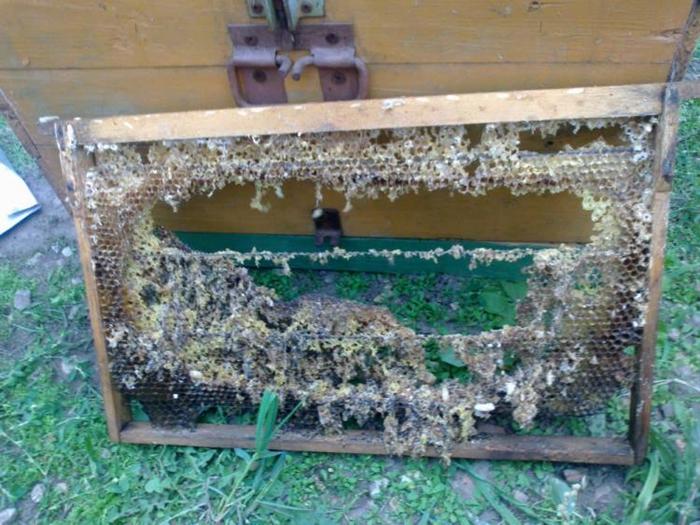 how to get rid of wax moths in a hive with bees