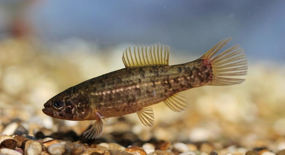 List and description of 39 predatory and herbivorous river fish, their features