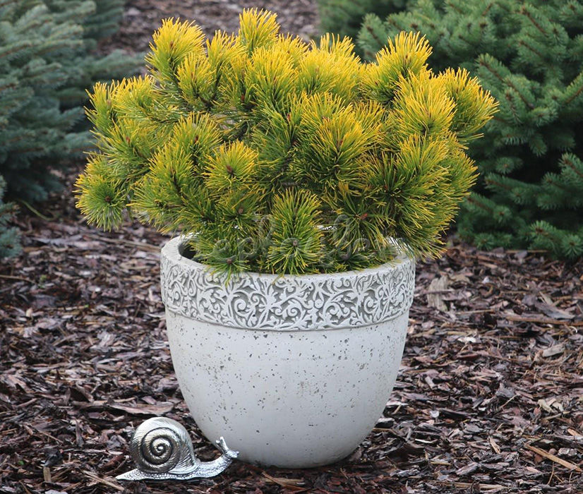 Description and varieties of dwarf pines, care and use in landscape design