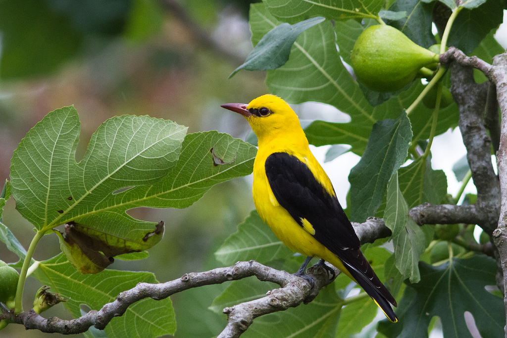 TOP 30 espécies de aves migratórias com nomes e descrições, suas características