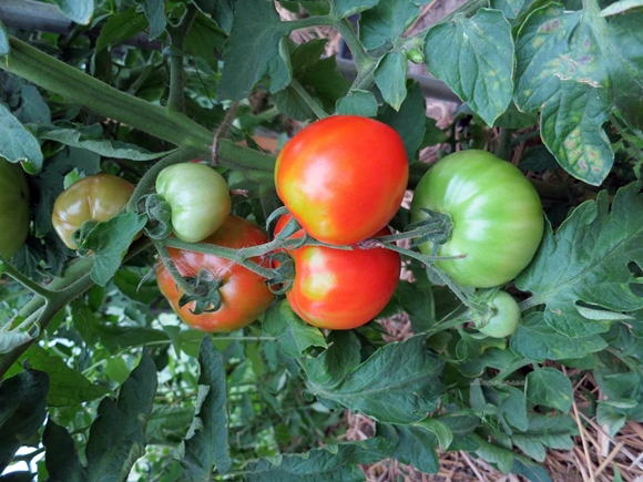 Arbustos de tomate moscovita