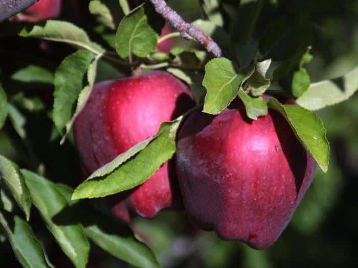 appelboom rood heerlijk