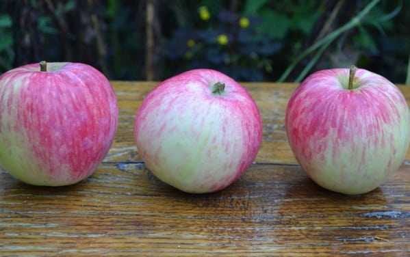 Apfelbaum Baschkirische Schönheit