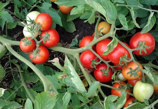 tomato bushes Alenka