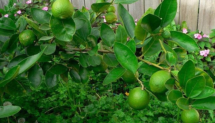 lime tree