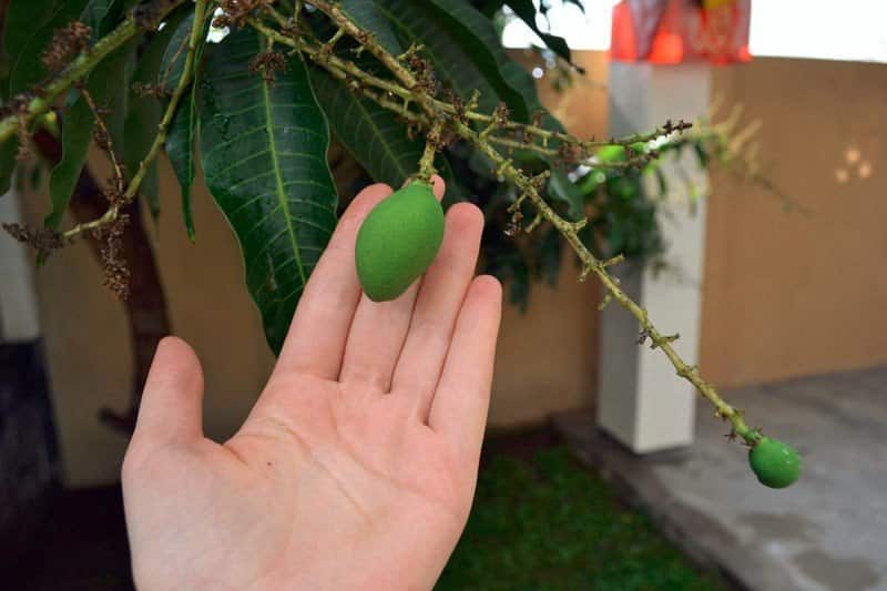 cultiu de mango