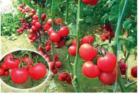 arbustos de tomate em gel rosa