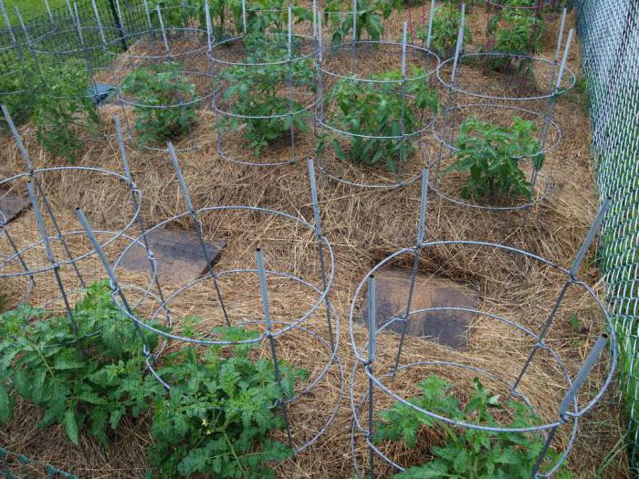 Tomaten im Garten