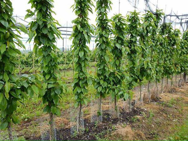 columnar cherries in the garden