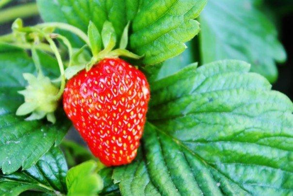 ripe strawberry