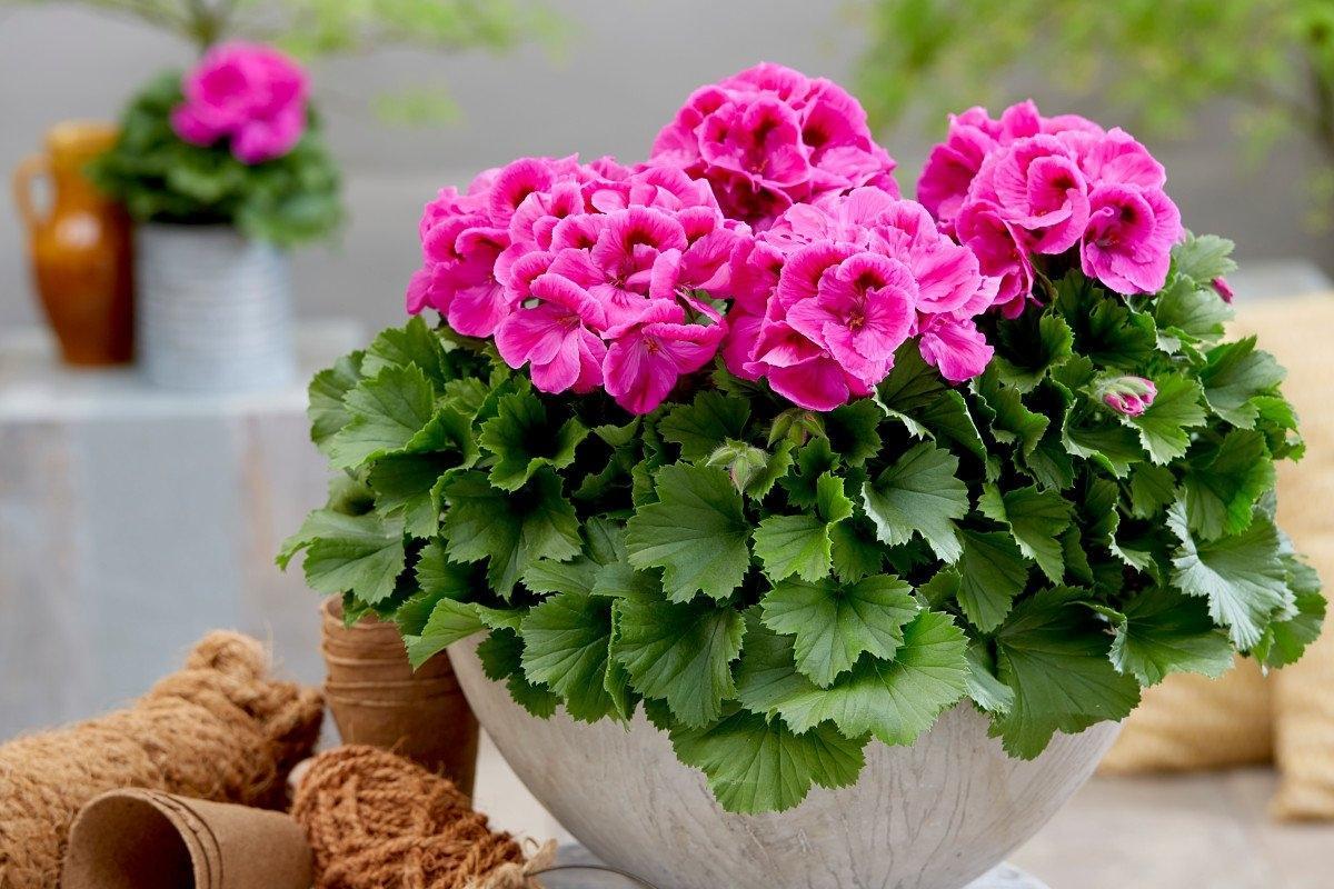 ¿Qué flores perennes se pueden plantar en una tumba? Las 35 mejores para un cementerio.