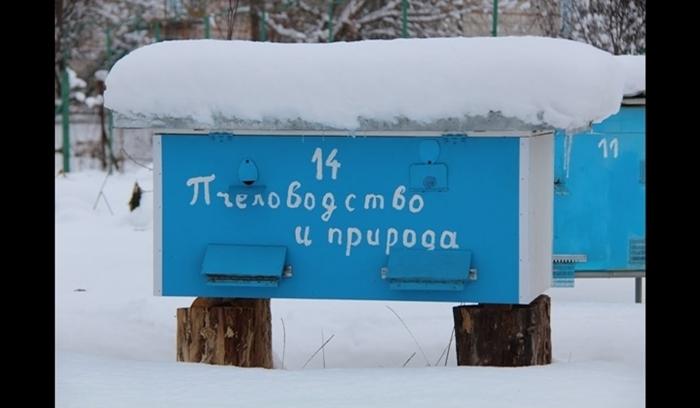 beekeeping in winter