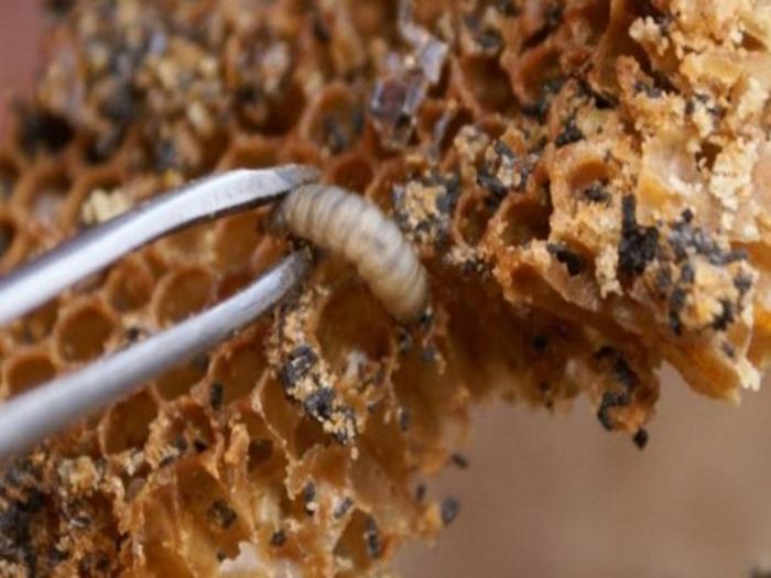 wie man Wachsmotten in einem Bienenstock loswird