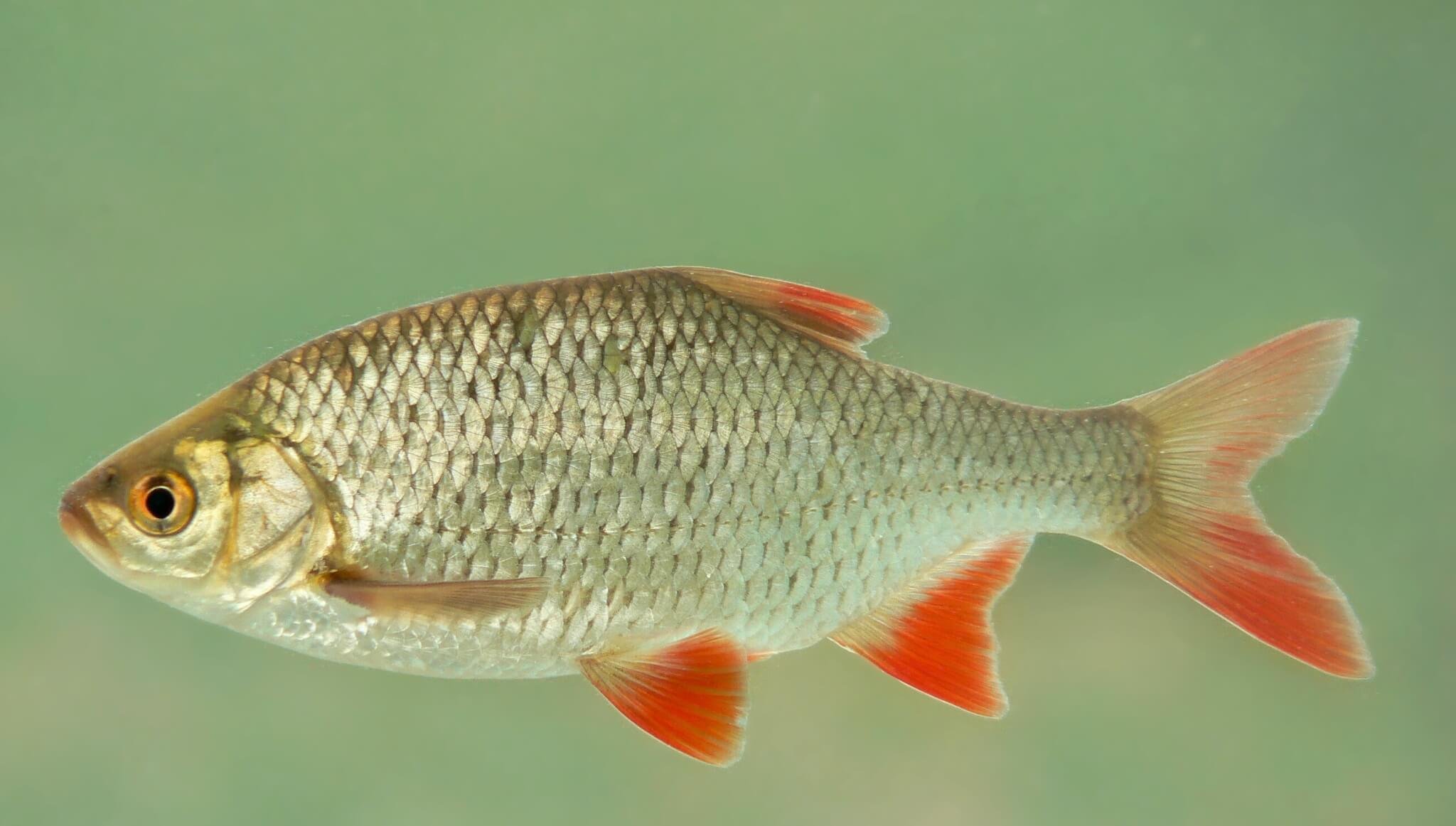 Seznam a popis 39 dravých a býložravých říčních ryb, jejich znaky