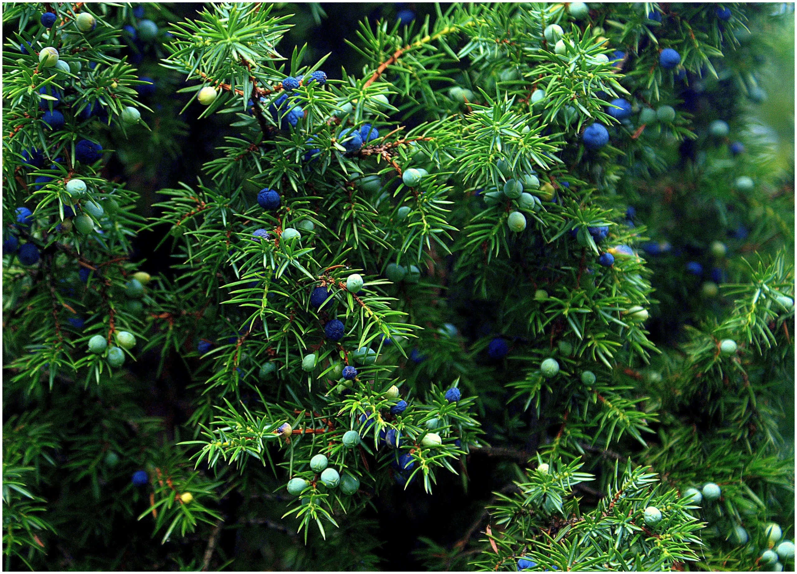 TOP 40 coniferous trees and shrubs with names, plant descriptions