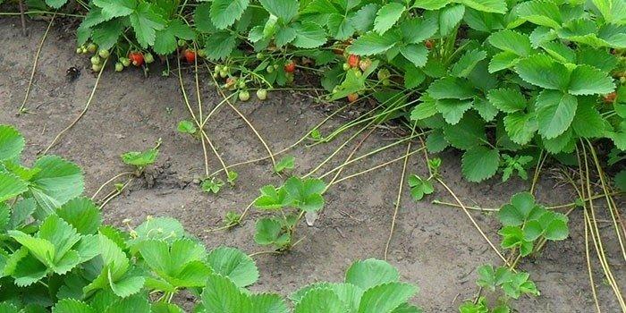 strawberry bushes