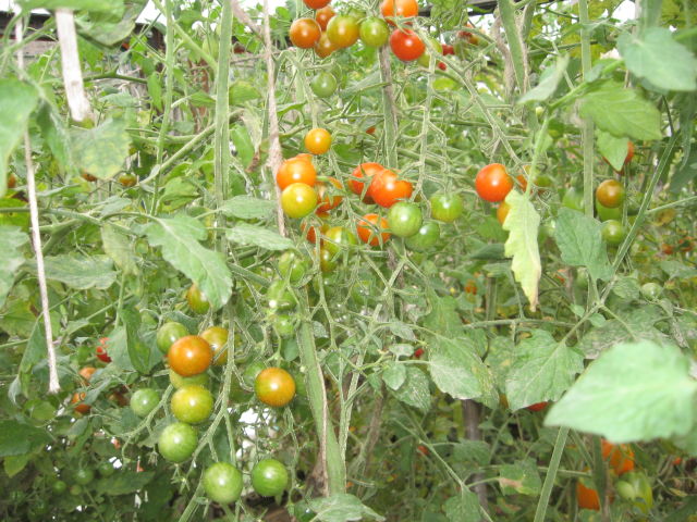 Tomatenbüsche roter Haufen