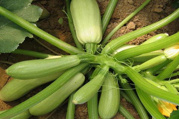 buisson de courgettes