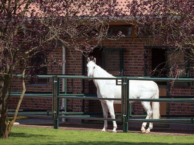 horse stall