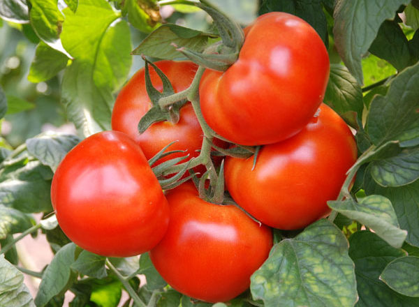 buissons de tomates andromèdes