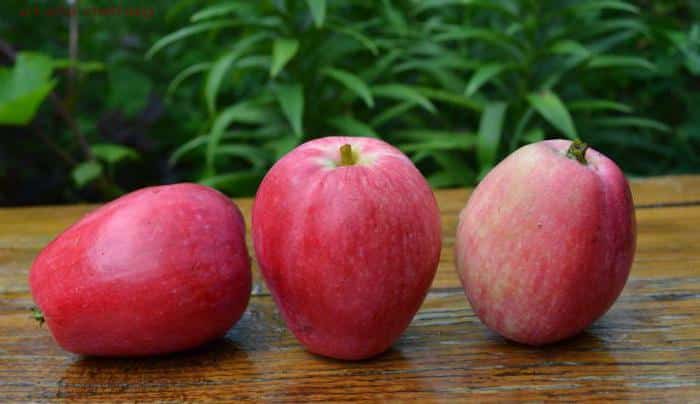 Apfelbaum Sommer gestreift