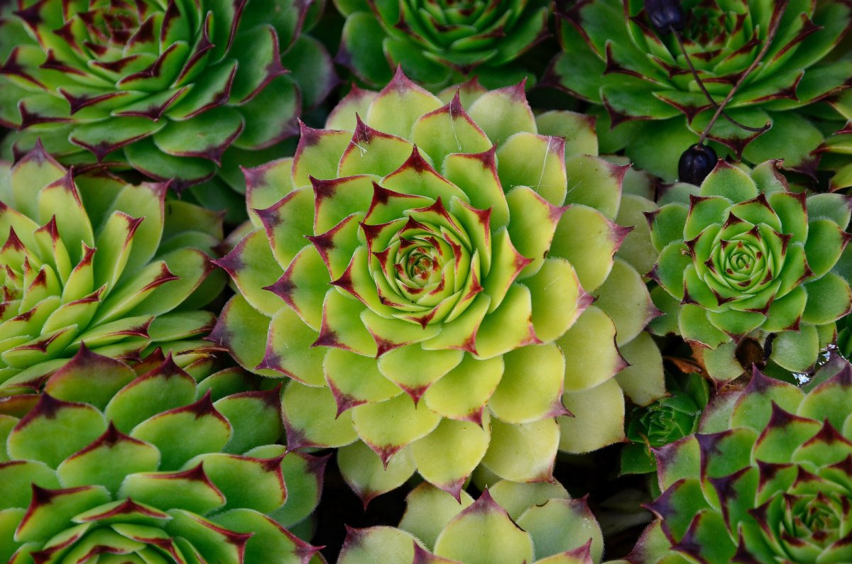 ¿Qué flores perennes se pueden plantar en una tumba? Las 35 mejores para un cementerio.