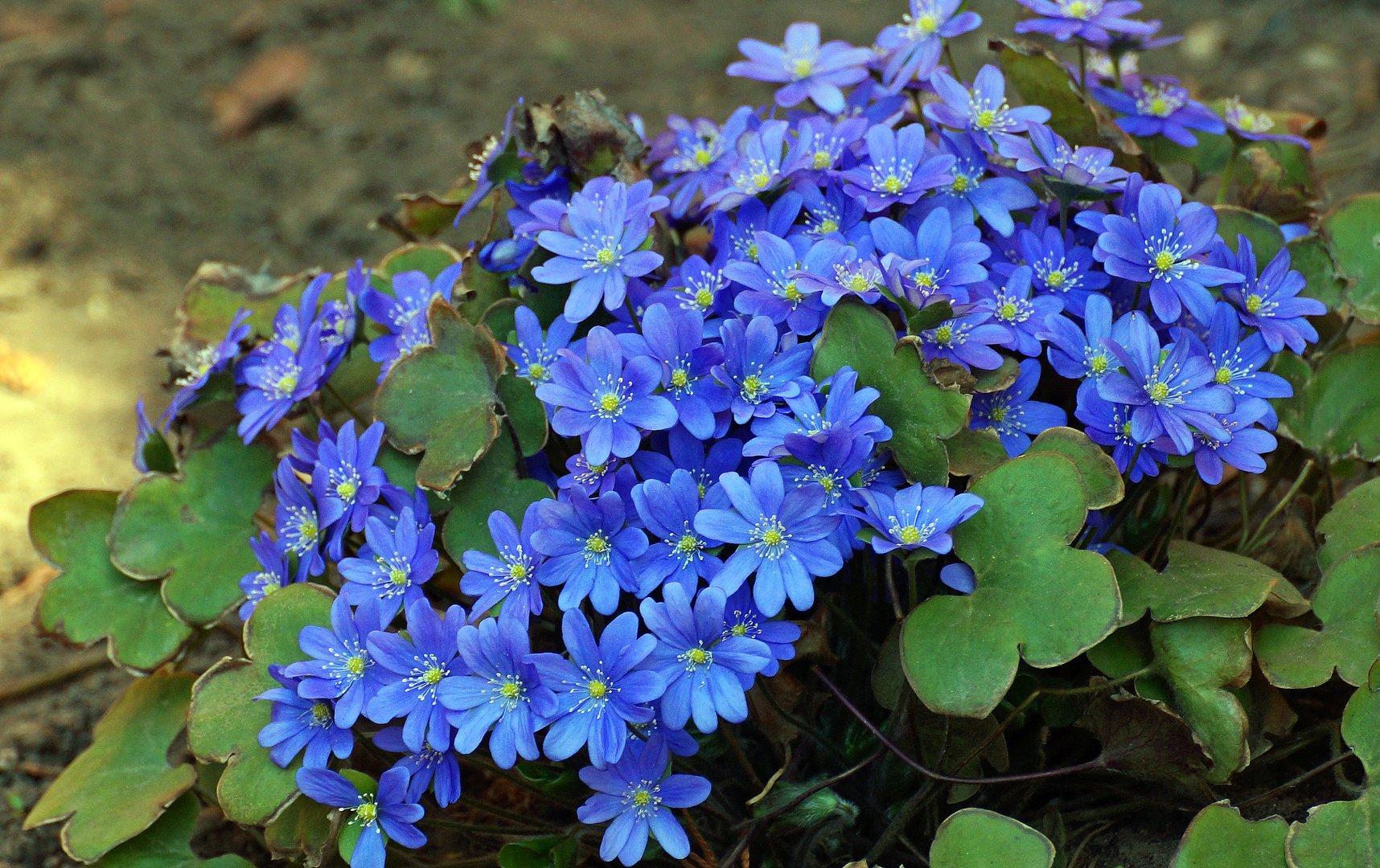 TOP 60 Frühlings-Primelblumen mit Namen, Beschreibungen und Auswahlmöglichkeiten