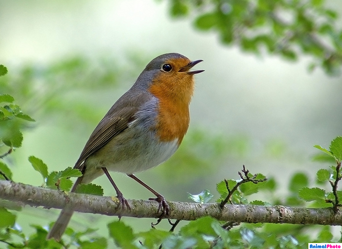 TOP 30 Zugvogelarten mit Namen und Beschreibungen, ihren Merkmalen