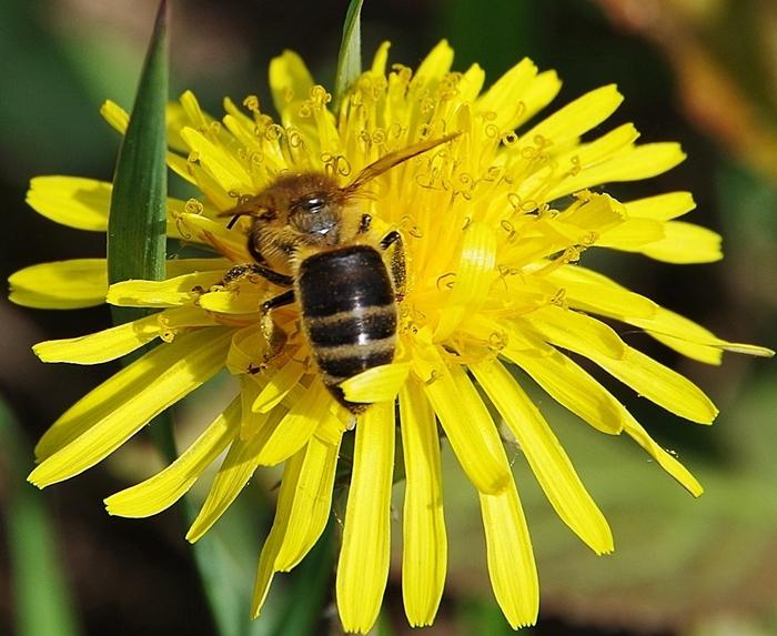 Dandelion