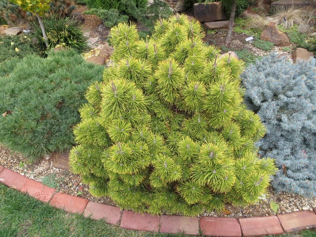 Description and varieties of dwarf pines, care and use in landscape design