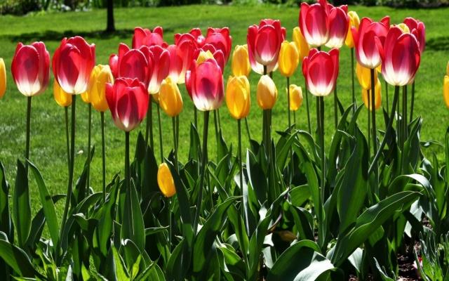 planting tulips