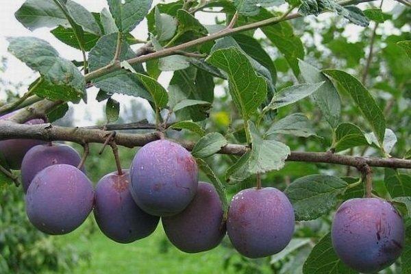 plum eurasia