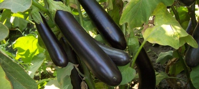 aubergine Russische Bogatyr