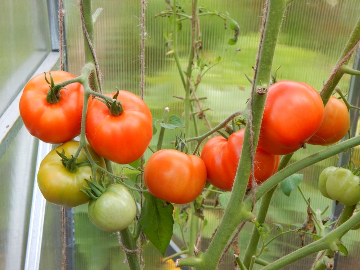 Hurrikan-F1-Tomate in einem Gewächshaus