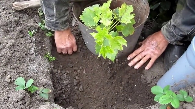 plantando uvas