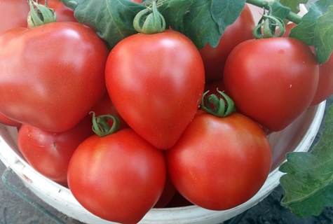 Tomaten-Erdbeerbaum in einer Schüssel