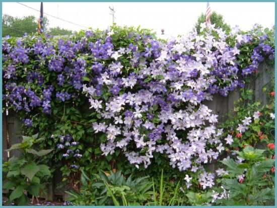 clematis για αρχάριους