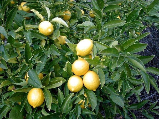 ořezávání citronu