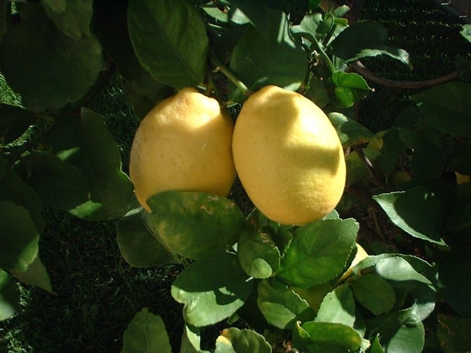 citronnier