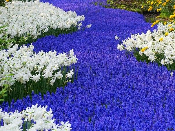 hermosas flores