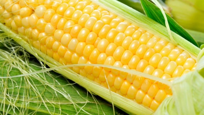vzhled sladké kukuřice 