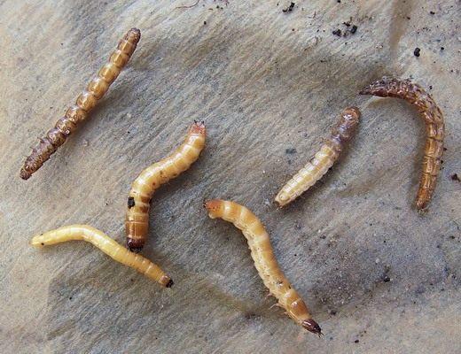 I-click ang beetle larvae