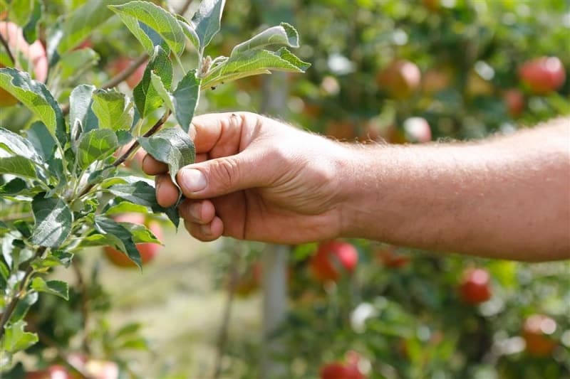 Apfelbaum wächst schlecht