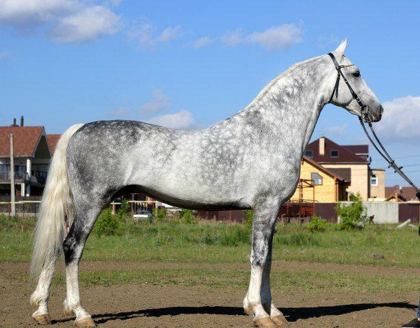 Oryol horse