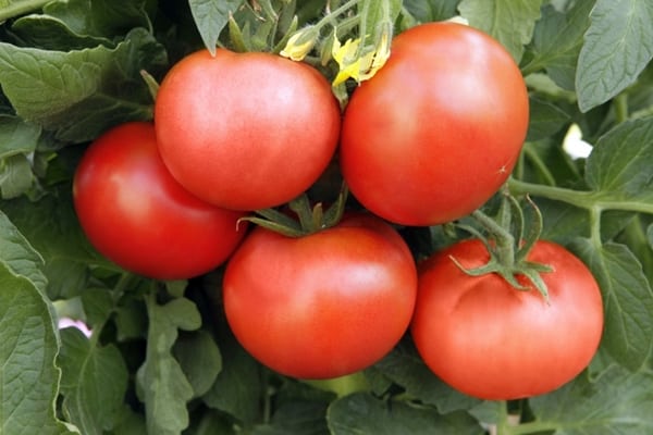 Superpreis-Tomaten-Aussehen