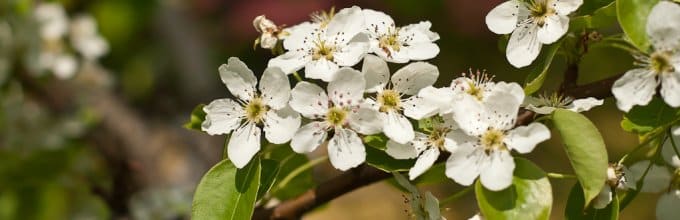 flor de pera