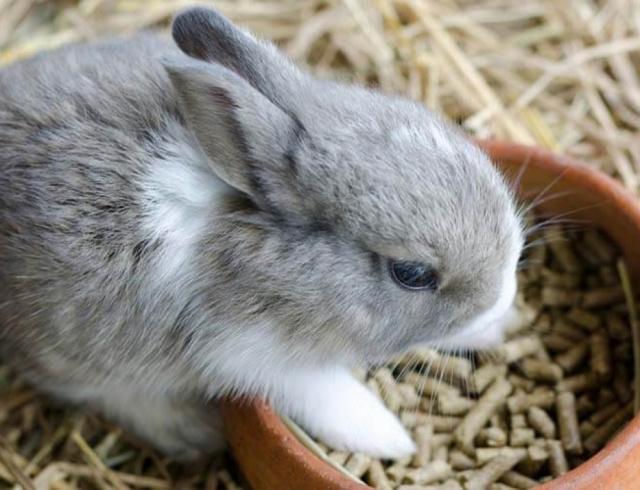 krmivo pro králíky