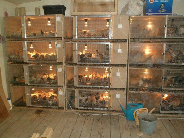 quail brooder