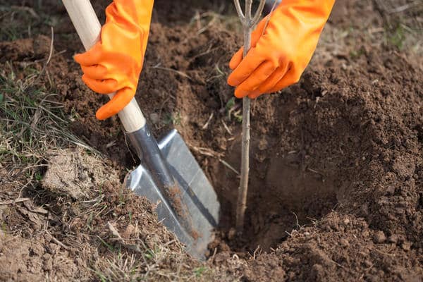 plantant una pomera a la regió de Moscou