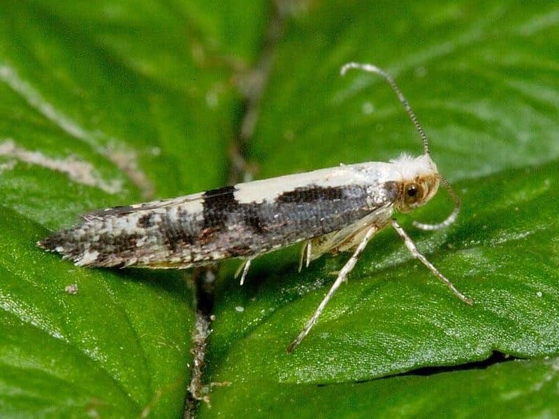 papillon de nuit sur le pommier